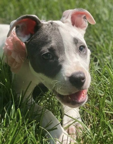 Blue and white Staffordshire terrier puppy in grass with tongue out