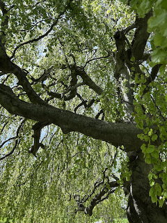 View looking up into the green canopy and thick branches of a large bech tree