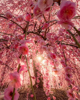 Pink Cherry Blossom Tree