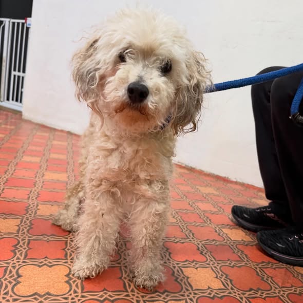 Small curly-haired dog sitting on patterned tile floor with a blue leash