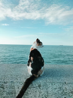 Calico cat sitting on wall gazing at ocean and sky