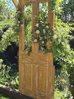 Weathered wooden door standing upright in garden with climbing roses and vines growing over it