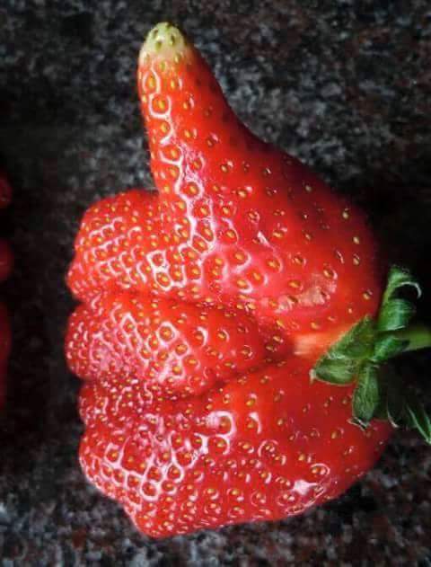 Close-up of a bright red misshapen strawberry on a dark surface