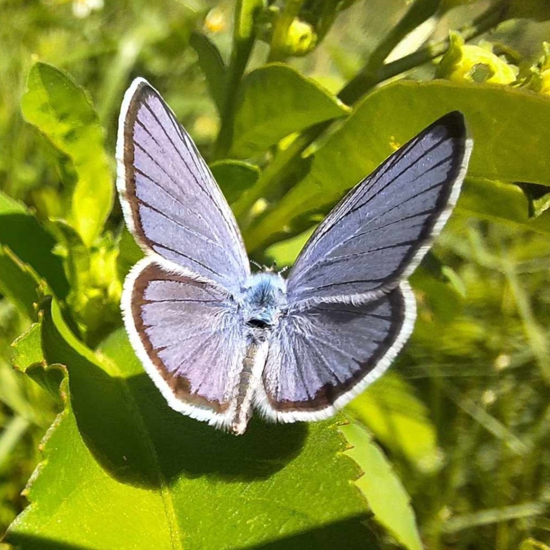 Ceraunus Blue Butterfly