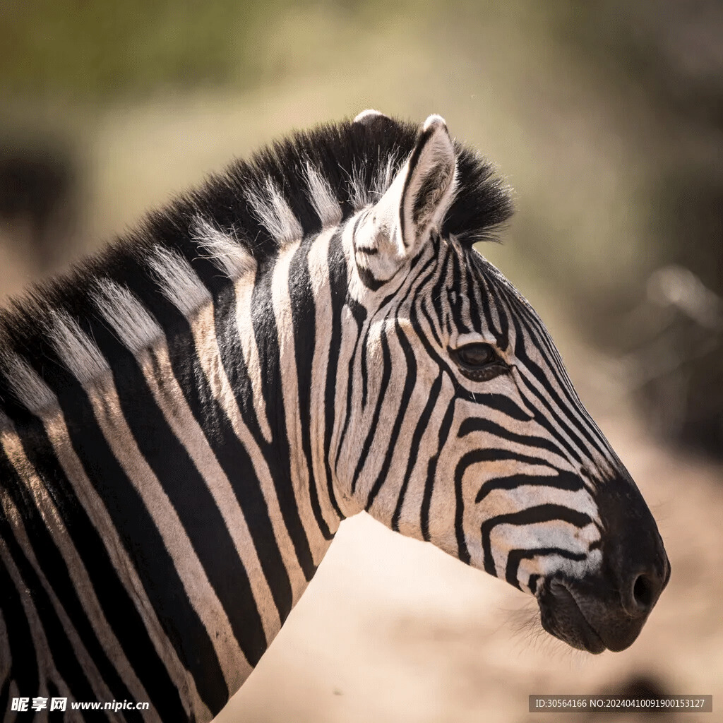 Close-up profile of a zebra with black and white stripes