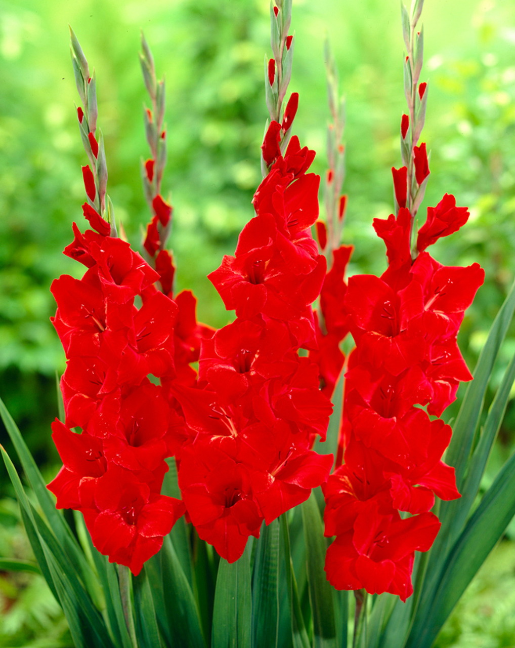 Red Gladiolus Flowers