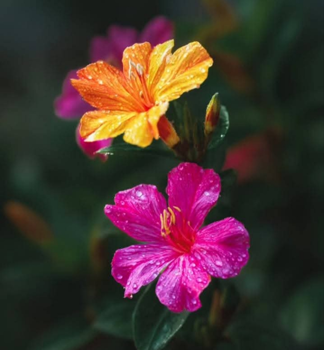 Two flowers with water droplets: orange-yellow bloom above and bright pink bloom below against dark foliage