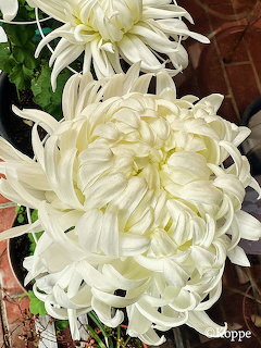 Two white chrysanthemum flowers with long curved petals and yellow centers