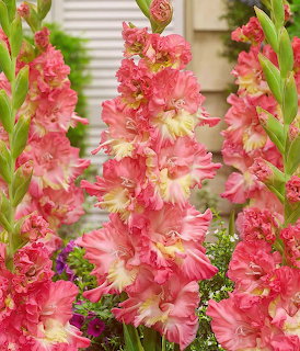 Tall pink and cream gladiolus flower spikes bloming in a garden
