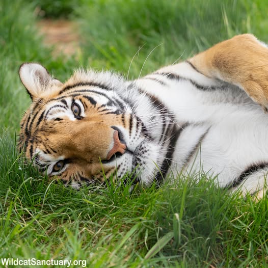 Tiger Resting in Grass