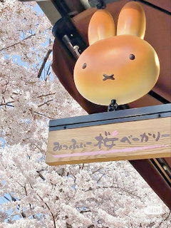 Miffy rabbit head sign at a Japanese sakura bakery cafe with cherry blossoms in bloom