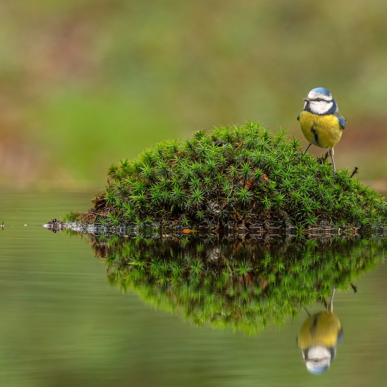Blue Tit at Pond