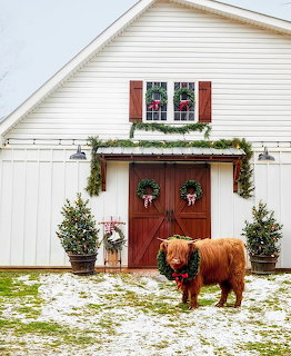 Highland cow in front of white barn with red doors and Christmas decorations in winter