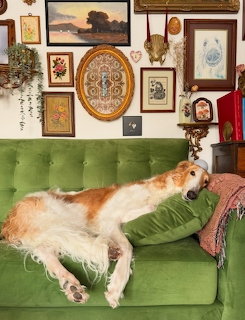 Borzoi dog lying on green vintage sofa under decorative wall art