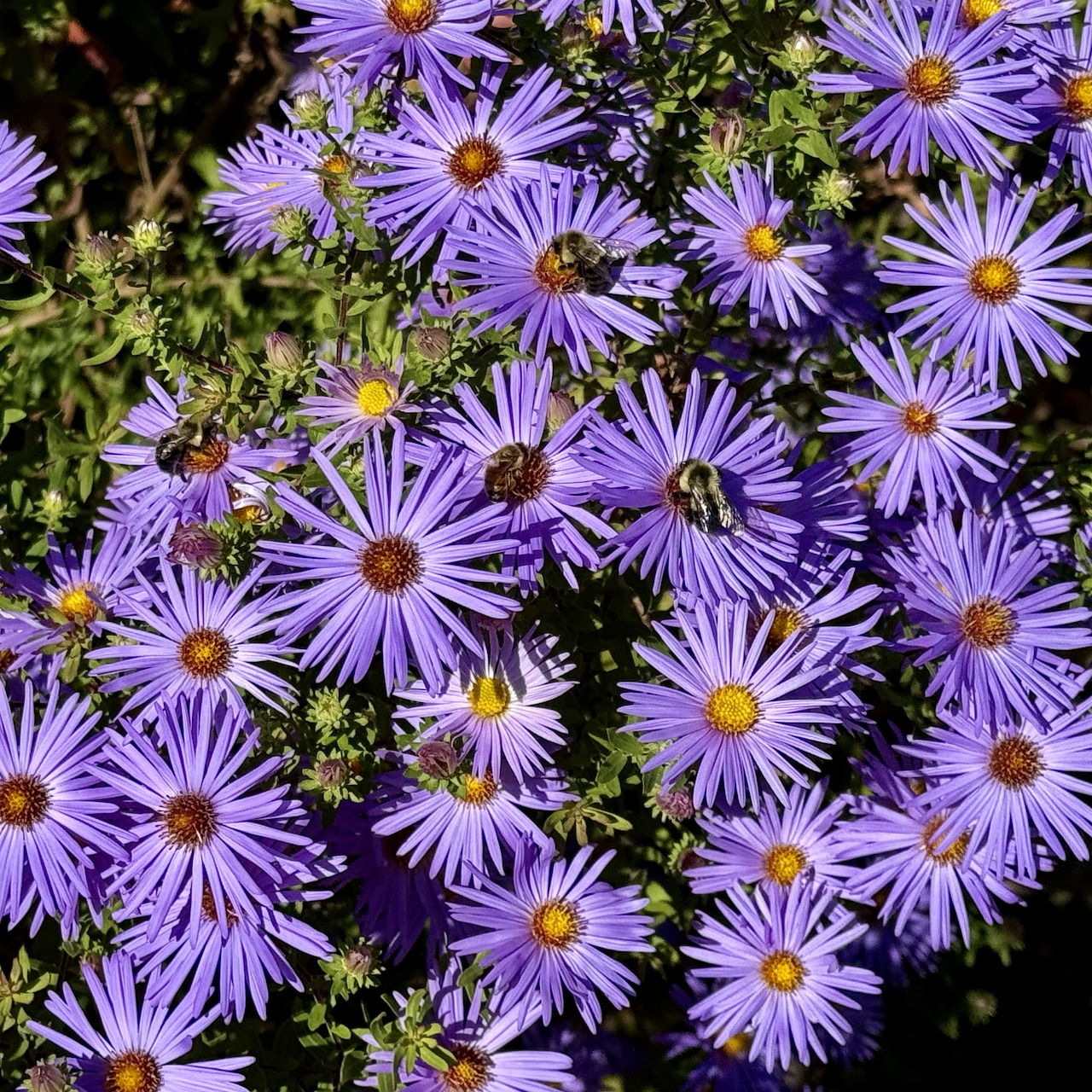 Purple Aster Flowers