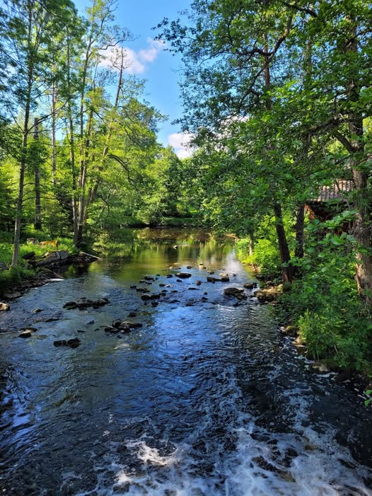 Rocky forest brook flowing beneath green trees on a sunny summer day in Sweden