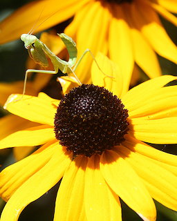 Praying Mantis on Black-Eyed Susan