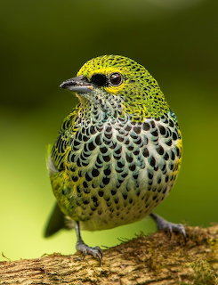 Yellow bird with black spotted feathers perched on brown branch against green background