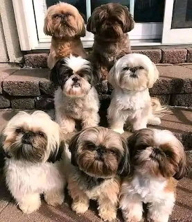 Shih Tzu Group