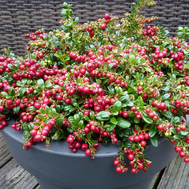 Holly plant with clusters of bright red berries and glossy green leaves in a dark gray planter