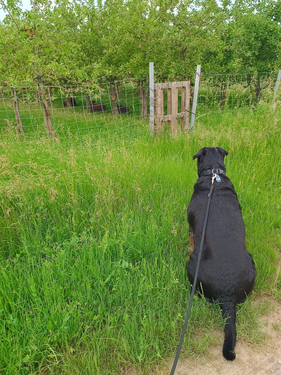 Black Dog in Green Field