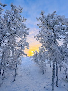 Snow-covered path through frost-laden trees with golden sunset glowing on the horizon