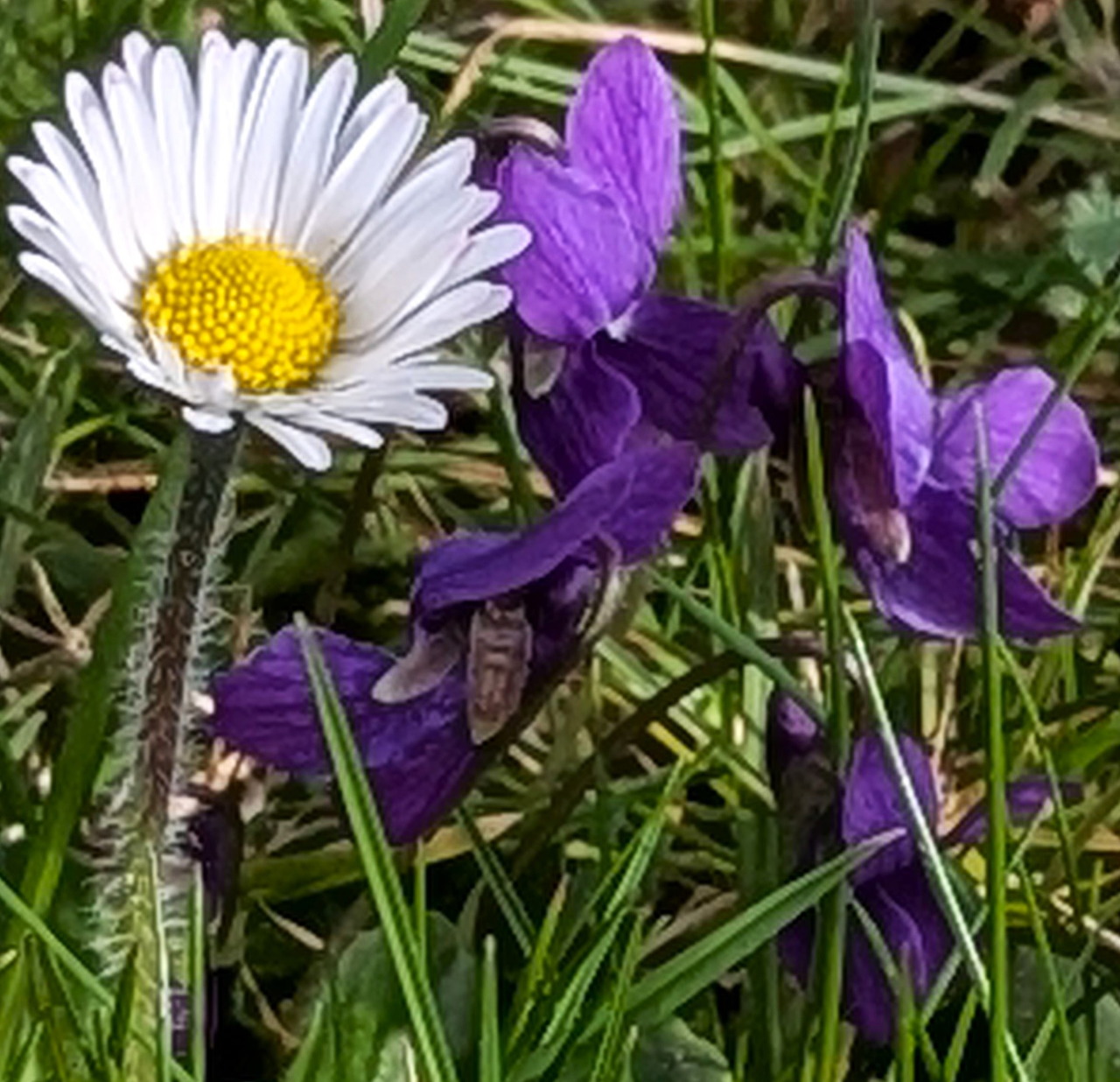 White daisy with yellow center beside purple violet flowers in grass