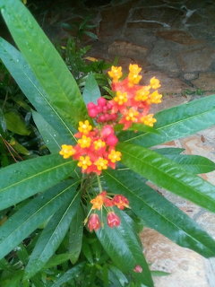 Lantana Flower Close-up
