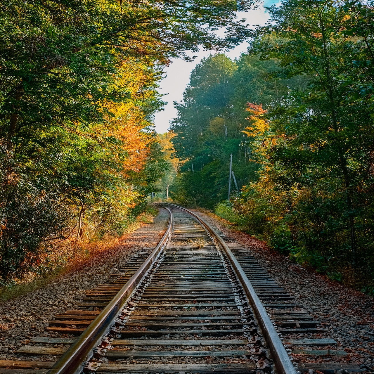 Railroad tracks curving through dense forest with autumn foliage creating a natural tunnel