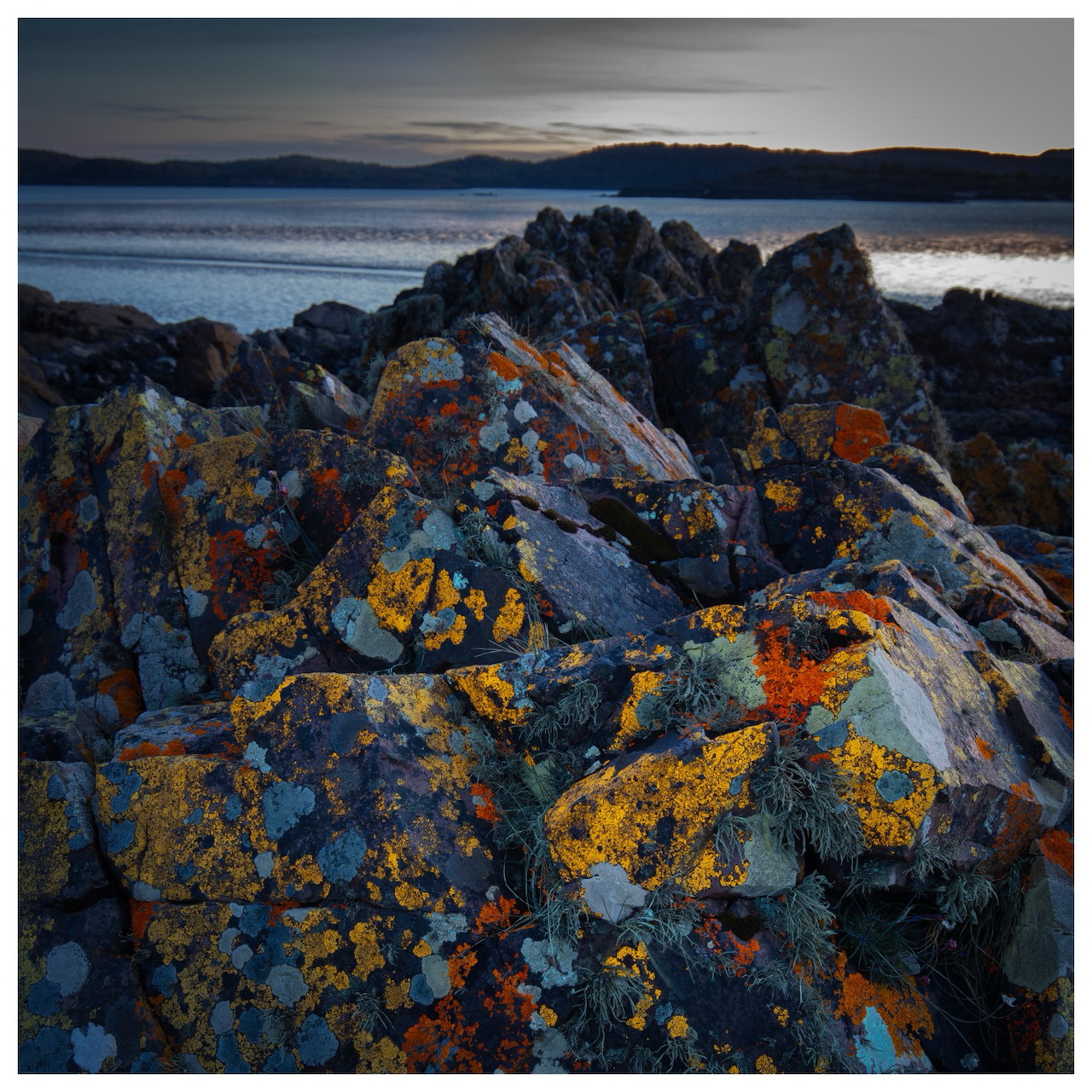Colorful lichen-covered rocks on a coastal shoreline beside calm water at dusk