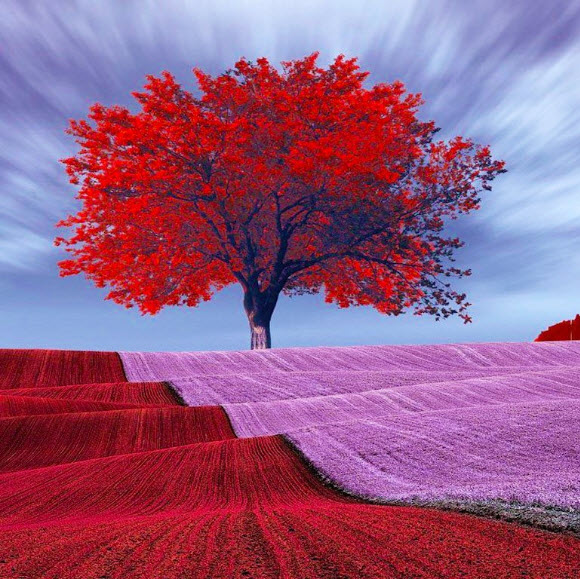 Red Tree Purple Field