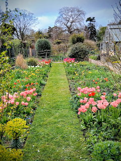 Formal walled garden path lined with pink tulips, yellow flowers and green hedges leading to trees