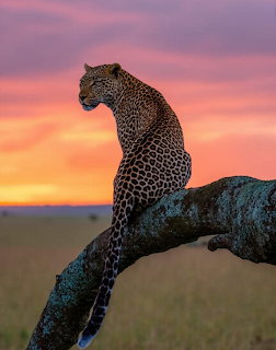 Leopard resting on a tree branch at sunset over grassy savanna