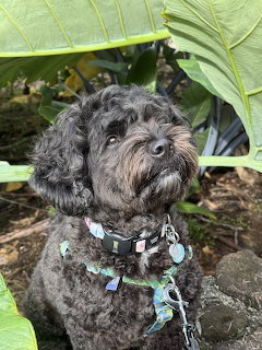 Black curly-haired dog with collar sitting under large tropical leaves