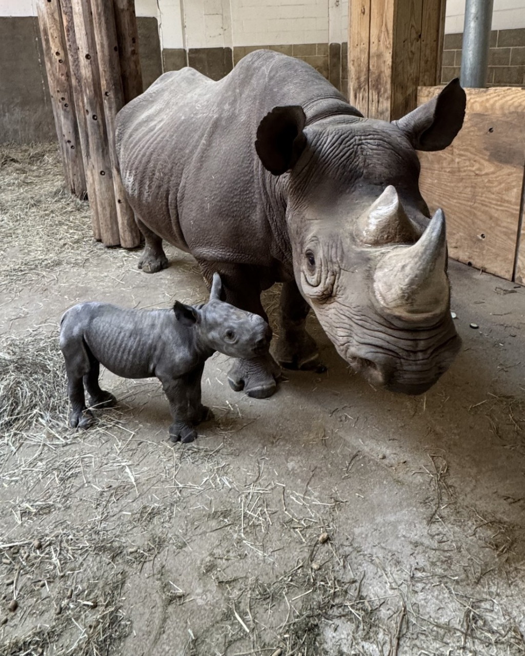 Adult rhinoceros standing next to her small baby rhino in a zoo enclosure