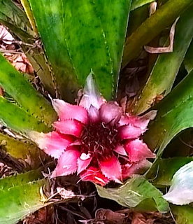 Potted Green Plant