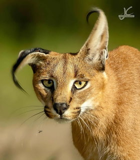 Portrait of a caracal with pointed tufted ears, amber eyes, and tan fur looking toward camera