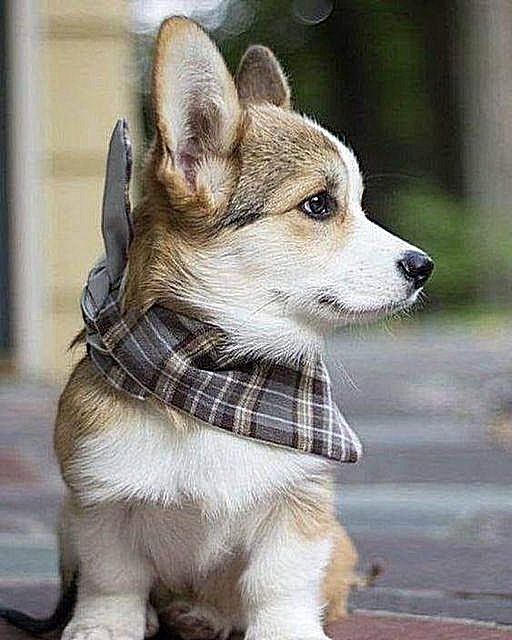 Corgi puppy sitting outdoors wearing a plaid bandana, looking to the side with perky ears
