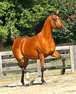 Chestnut Arabian horse standing in profile pose outdoors with white fence and trees in background