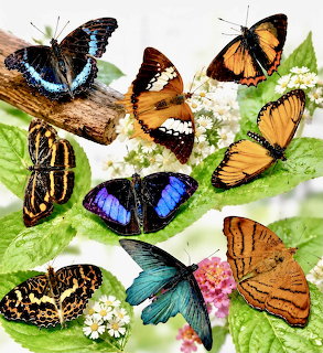 Colorful Butterflies Collection