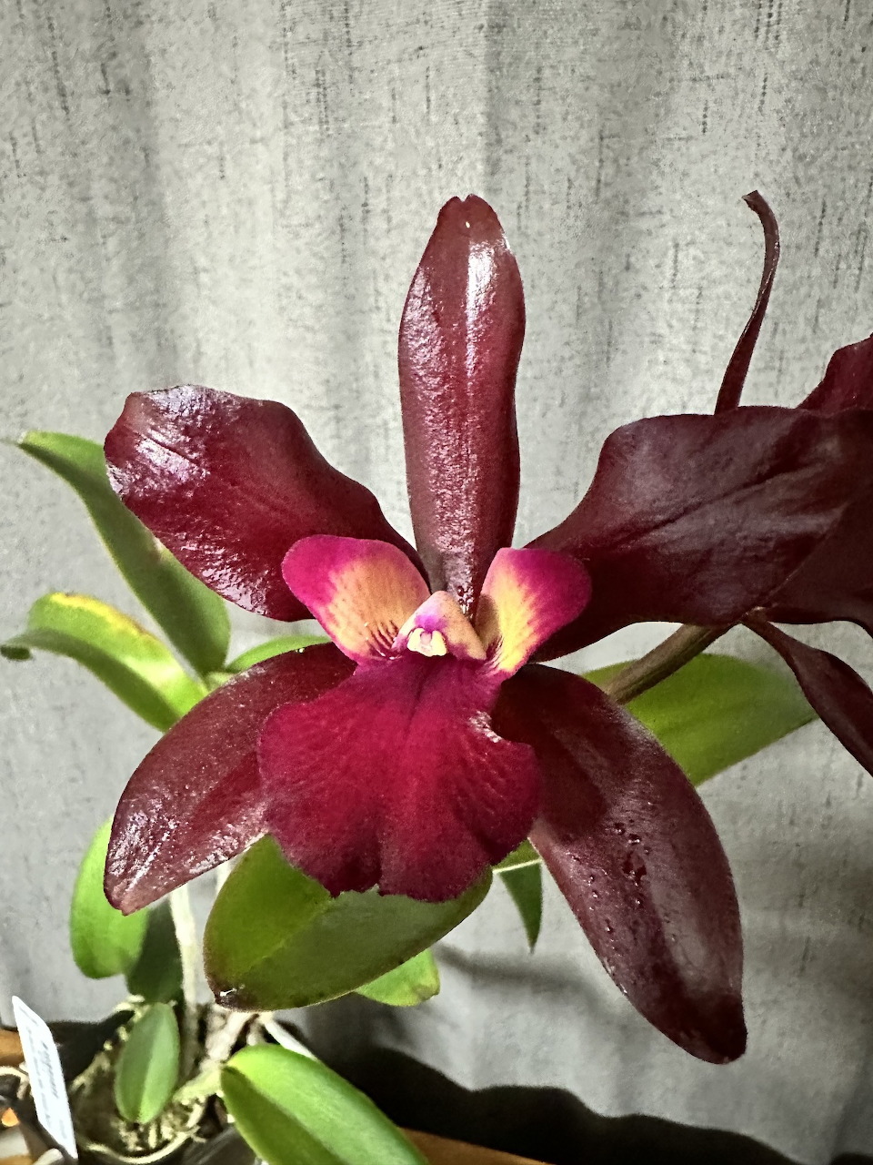 Dark Red Orchid Bloom
