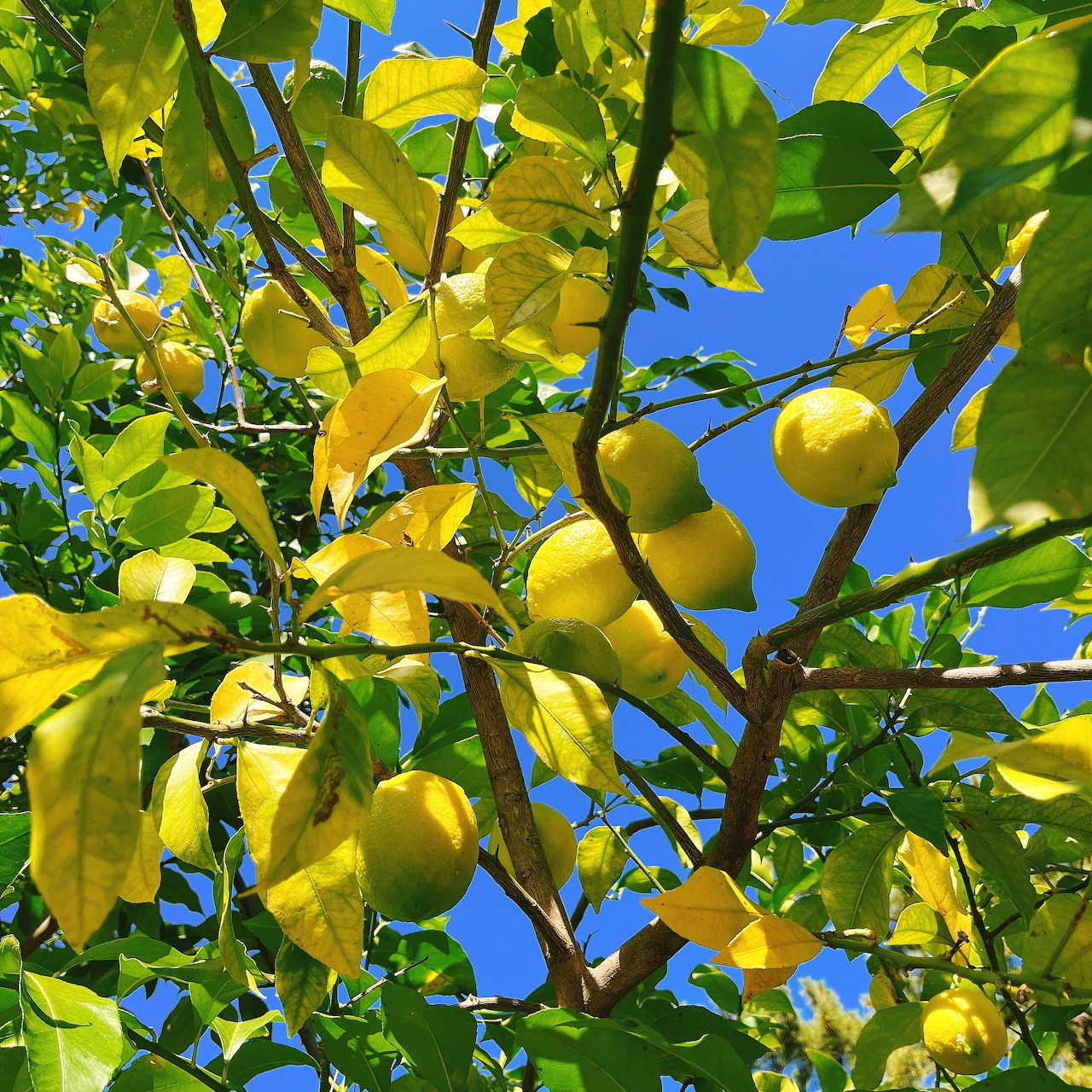 Lemon Tree with Fruit