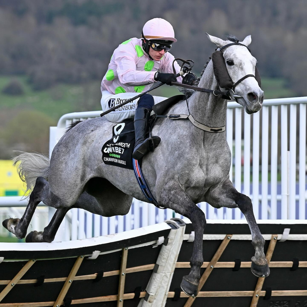 Grey racehorse jumping hurdle with jockey in green silks at Cheltenham