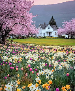 White country house with pink cherry blossoms and colorful spring flower garden with tulips and daffodils