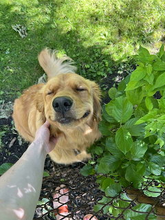 Golden retriever with eyes closed being pet under the chin in a green garden