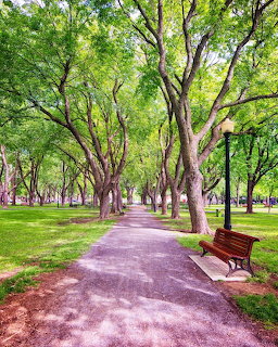 Tree-lined park pathway with wooden bench, lamp post, and lush green canopy in summer