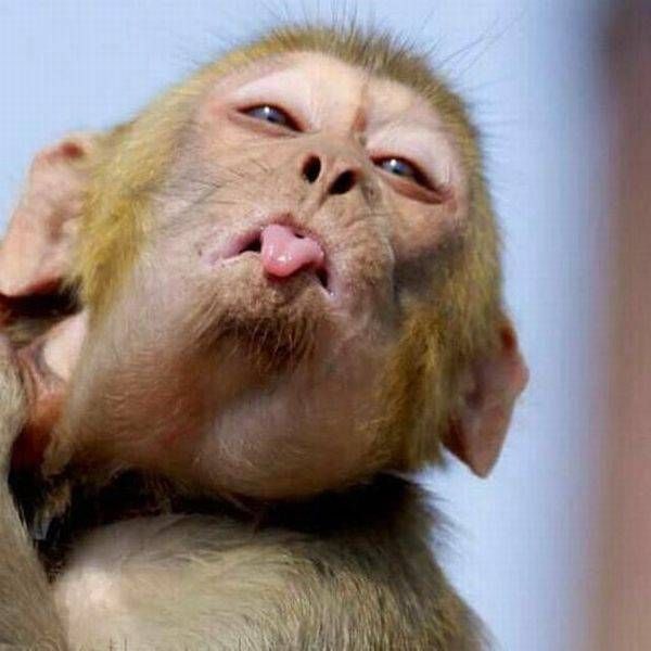 Monkey making playful face with tongue out