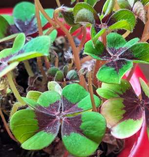 Four-leaf clover plant with green and purple variegated leaves in pot