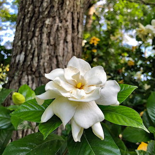 White Gardenia Bloom