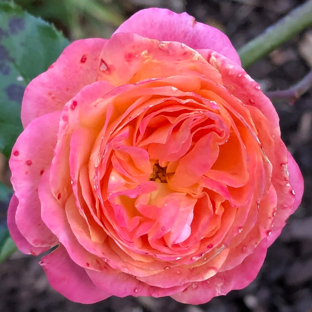 Close-up of a vibrant pink and orange rose with water droplets on layered petals
